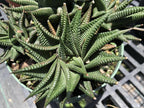 Haworthia limifolia