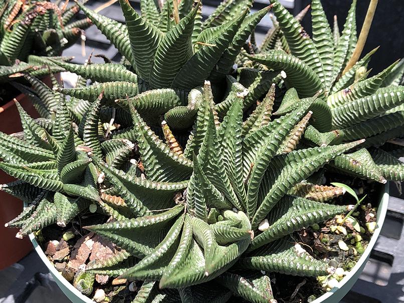Haworthia limifolia
