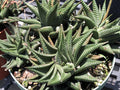 Haworthia limifolia