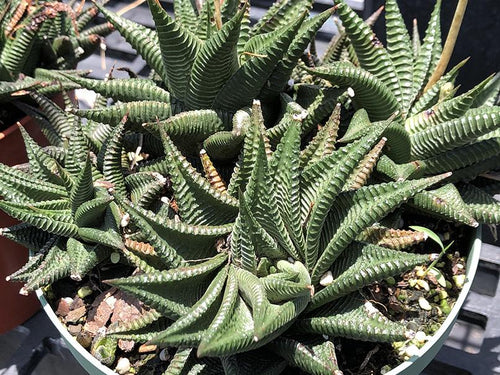 clear haworthia succulent Haworthia limifolia
