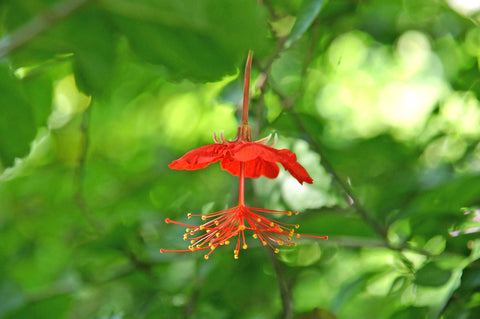 Hibiscus grandidieri var. greveanus