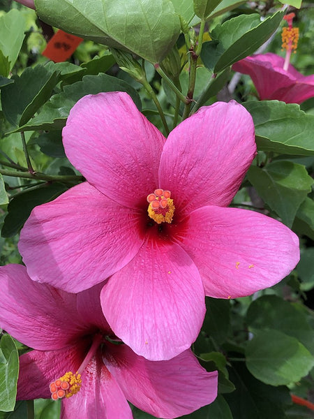 Hibiscus fragilis