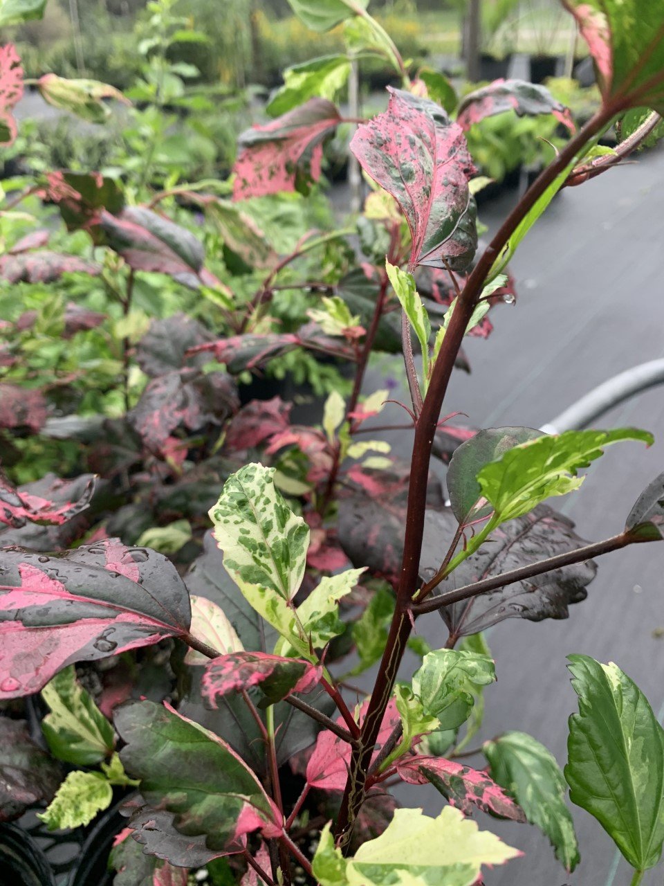 Hibiscus rosa-sinensis 'Red Hot'