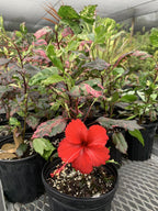 Hibiscus rosa-sinensis 'Red Hot'