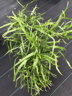 Homalocladium platycladum