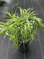 Homalocladium platycladum