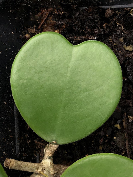 Hoya kerrii 