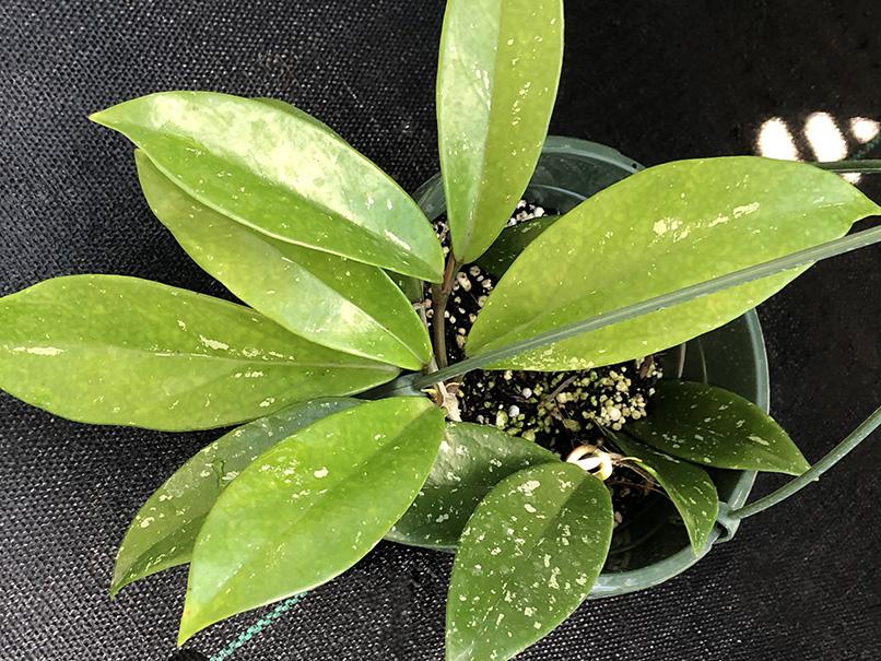Hoya pubicalyx