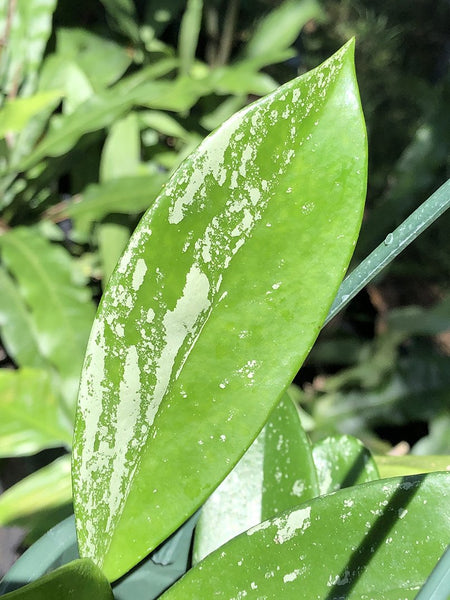 Hoya pubicalyx