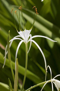 Hymenocallis latifolia