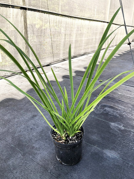 Hymenocallis riparia