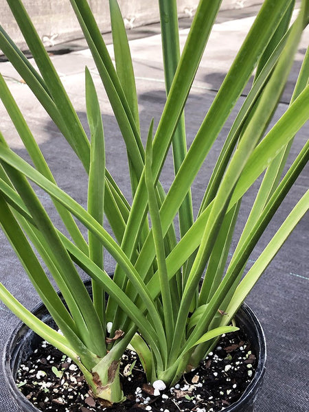 Hymenocallis riparia
