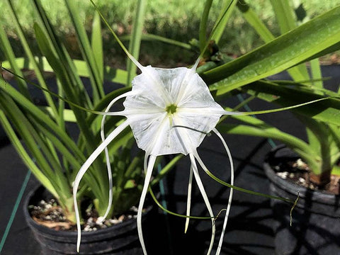 All Plants – Page 7 – Fairchild Tropical Botanic Garden