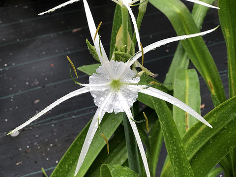 Hymenocallis sp. (vigorous clone)