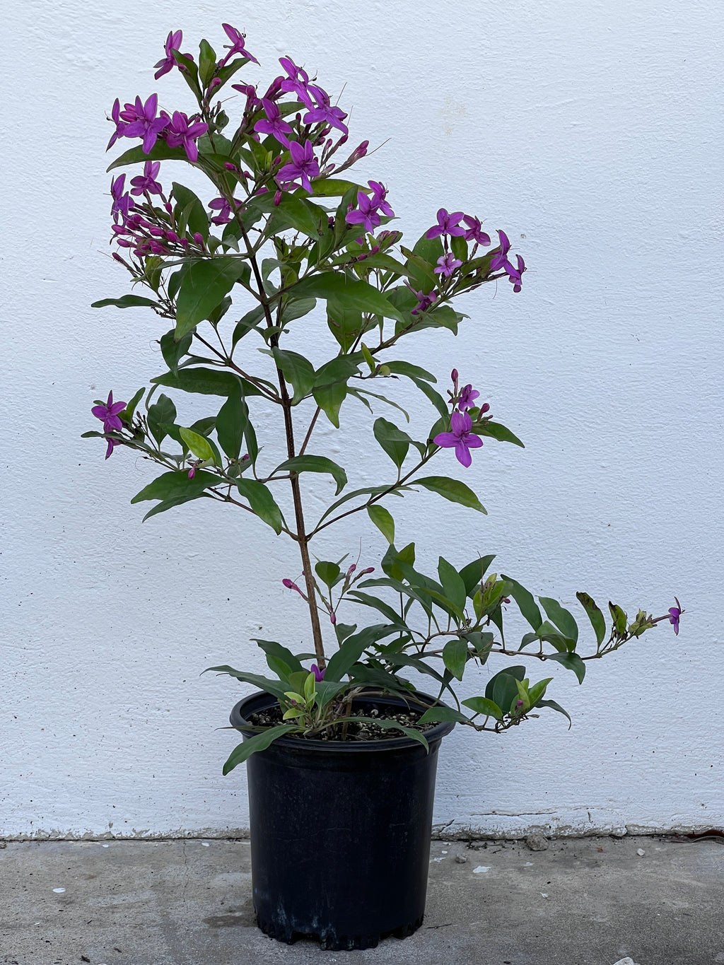 Pseuderanthemum laxiflorum