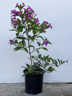 Pseuderanthemum laxiflorum