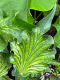 Talipariti tiliaceum var. populneus