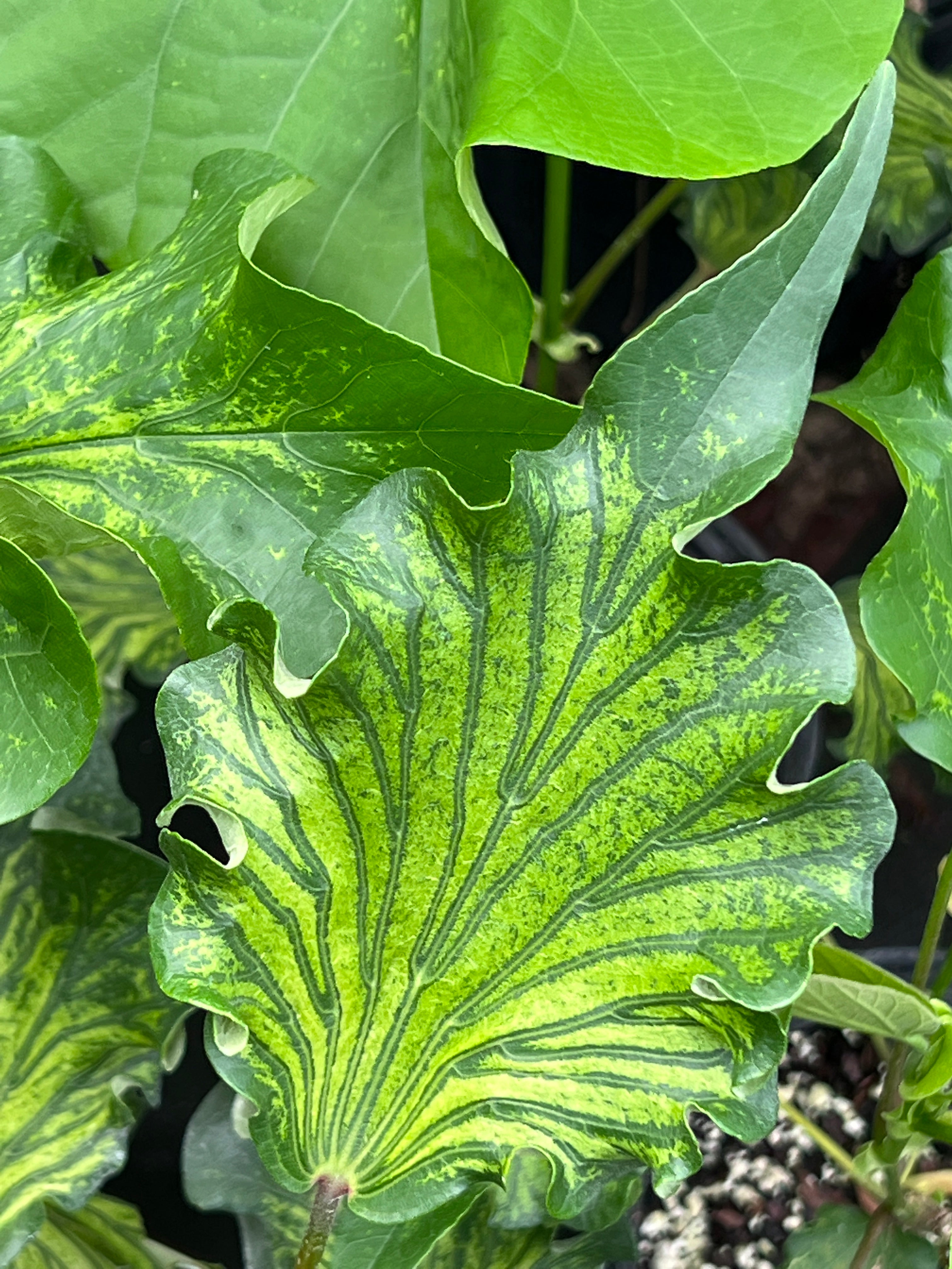 Talipariti tiliaceum var. populneus