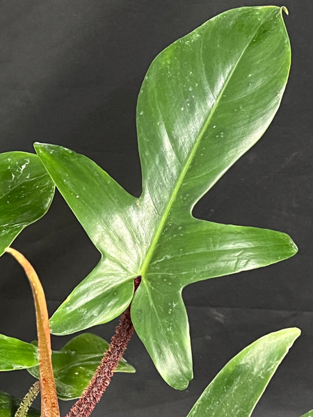 Philodendron squamiferum