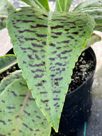 Kalanchoe gastonis-bonnieri