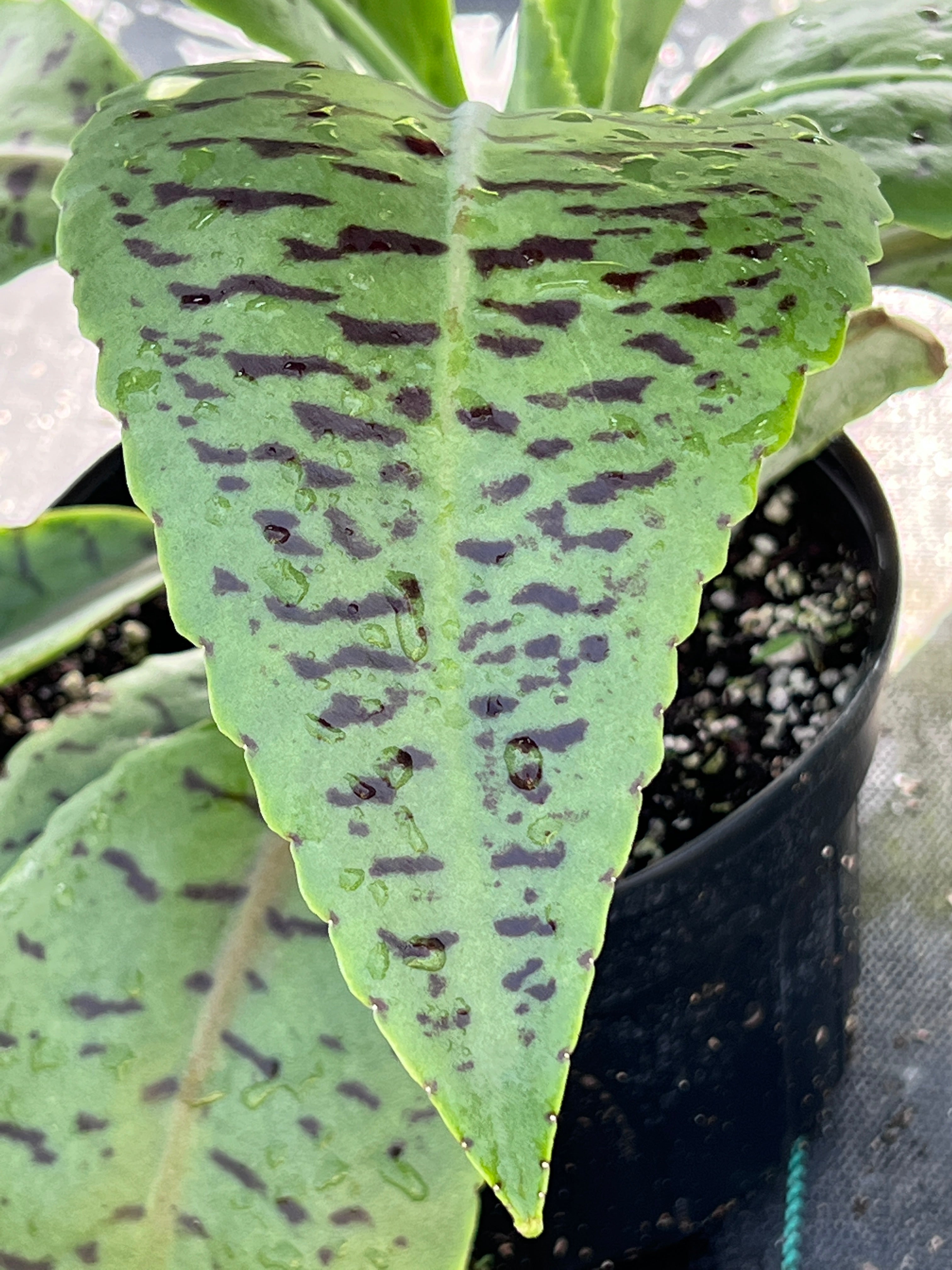 Kalanchoe gastonis-bonnieri