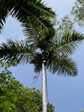 Gaussia attenuata