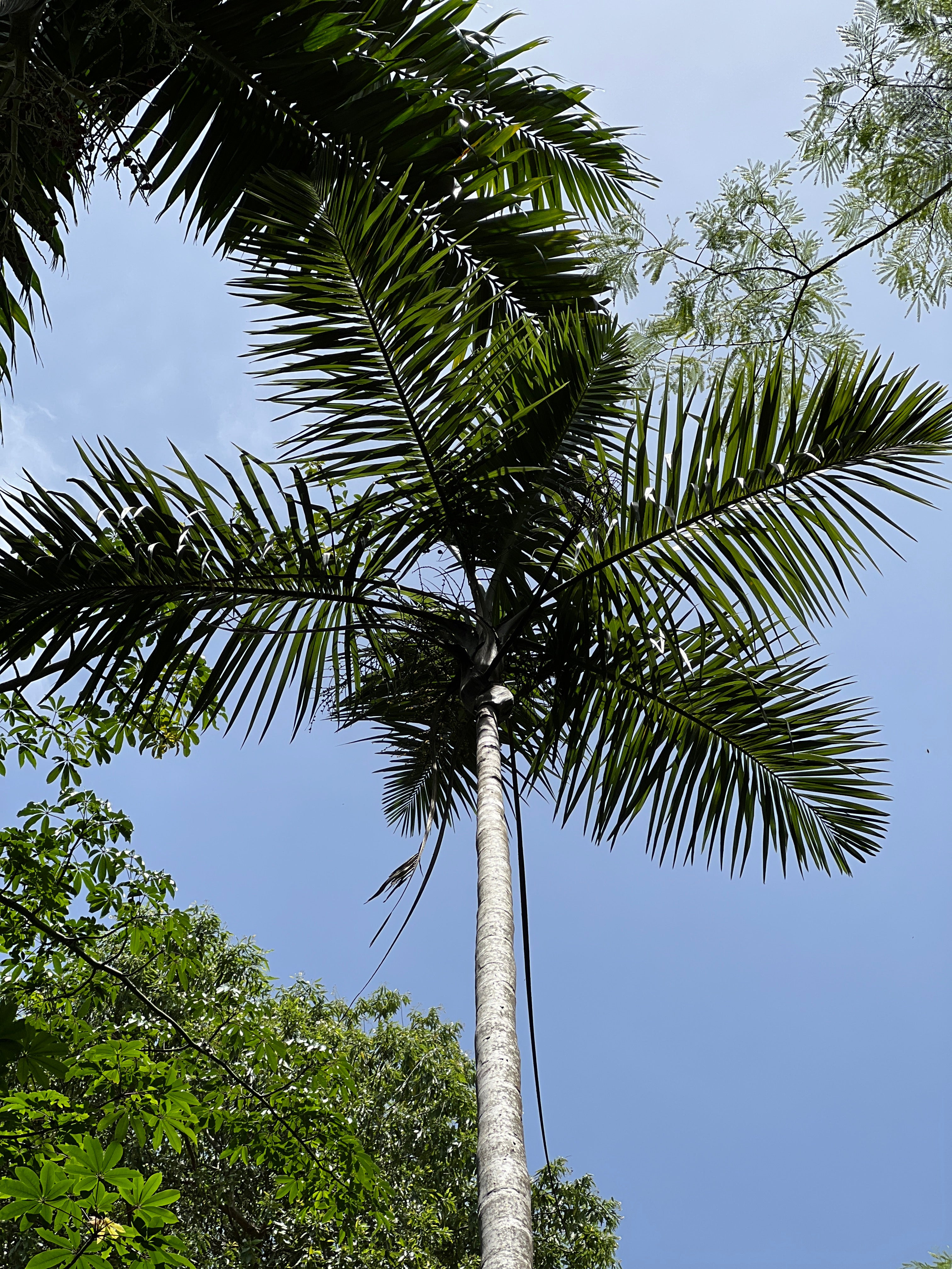 https://orders.fairchildgarden.org/cdn/shop/products/IMG_2307.jpg?v=1768943361&width=3840