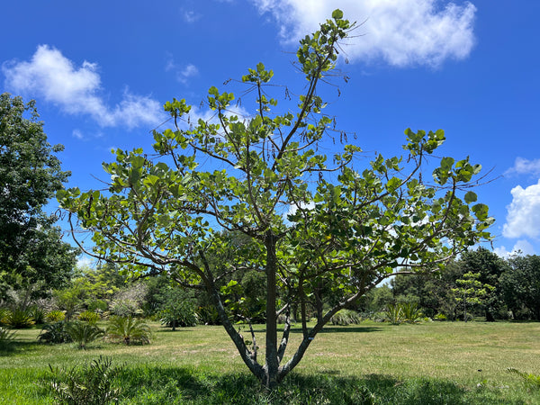 Erythrina madagascariensis