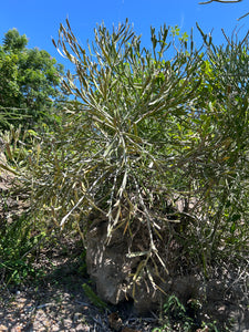 Euphorbia xylophylloides