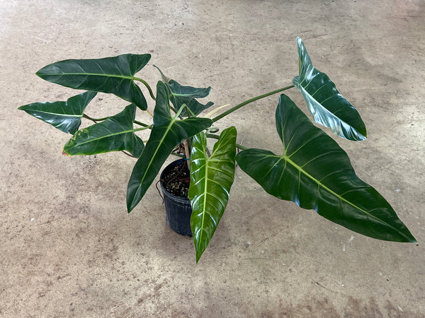 Philodendron bernardopazii