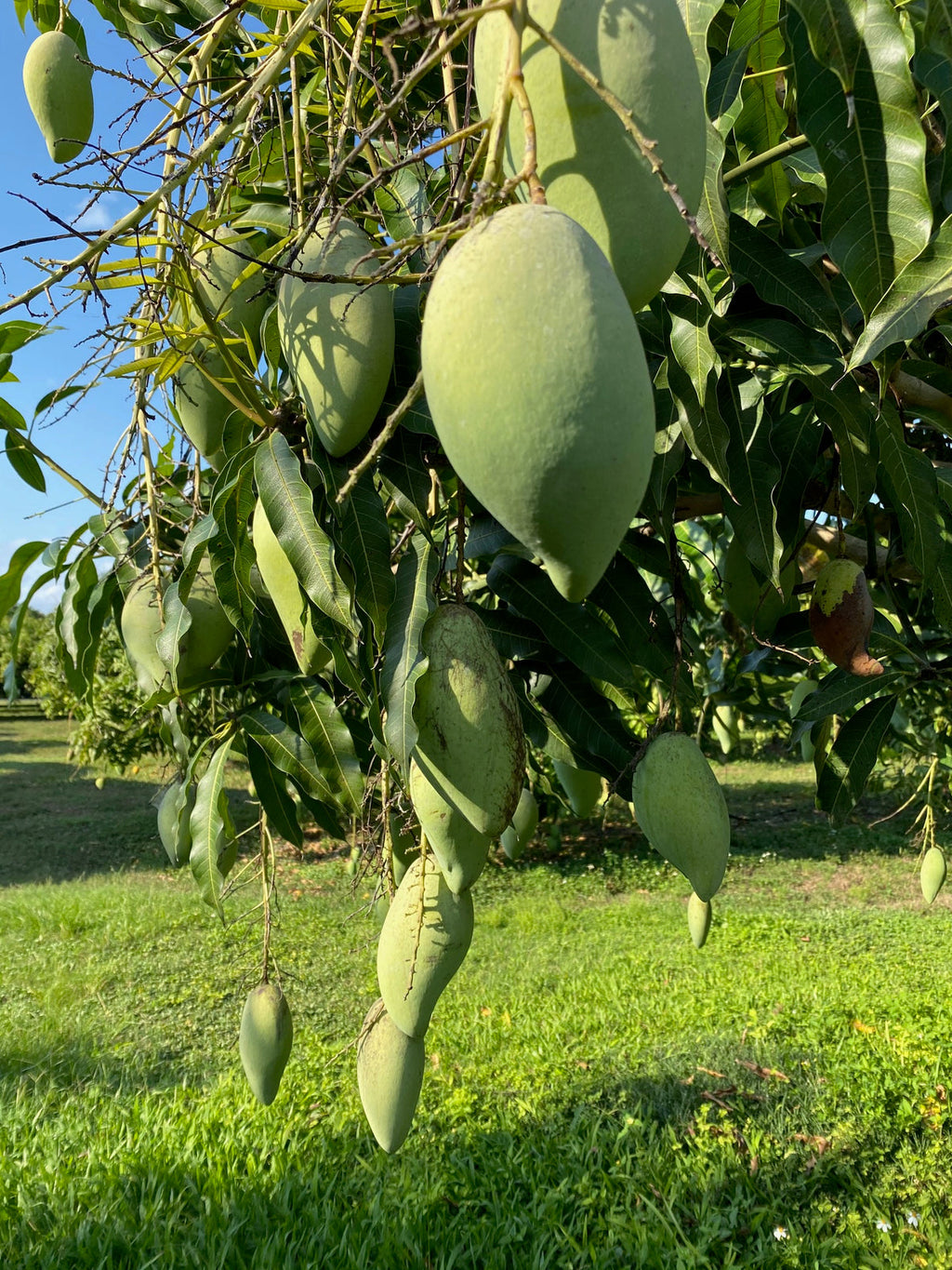 Mangifera indica 'Nam Doc Mai'