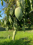 Mangifera indica 'Nam Doc Mai'