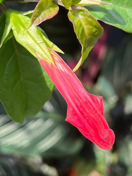 Ruellia elegans