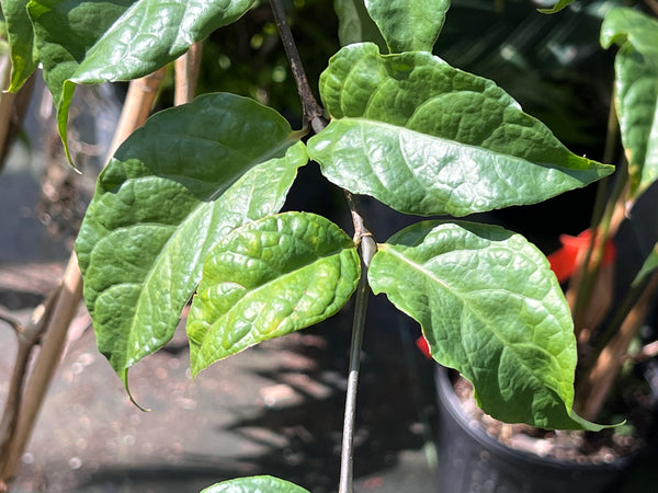 Ruellia elegans