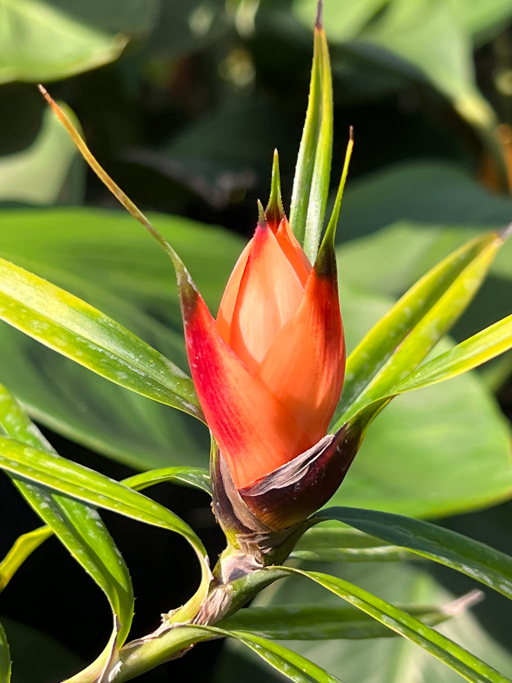 Freycinetia cumingiana