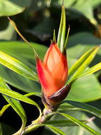 Freycinetia cumingiana