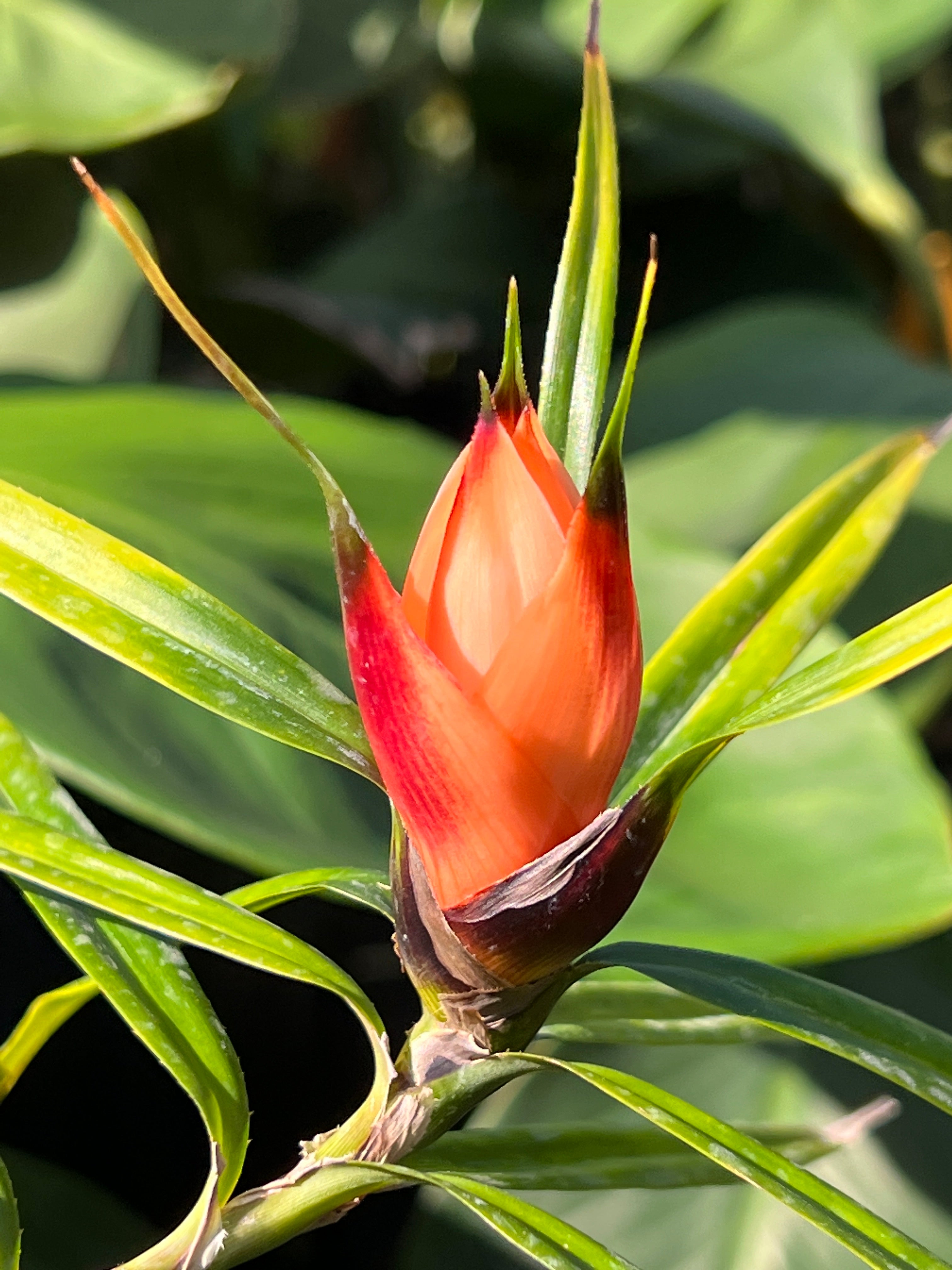 Freycinetia cumingiana