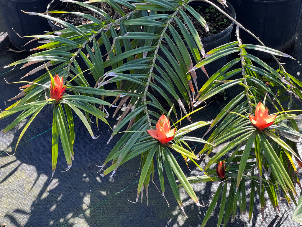 Freycinetia cumingiana