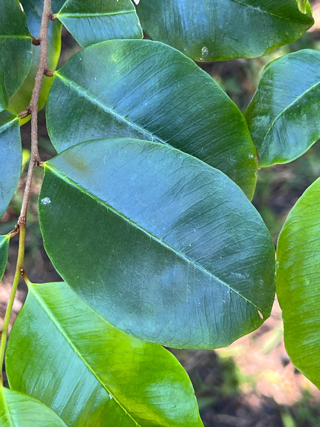 Goetzea Goetzea elegans