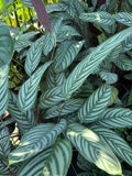 Ctenanthe setosa
