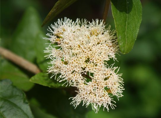 Koanophyllon villosum