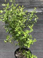 Koanophyllon villosum