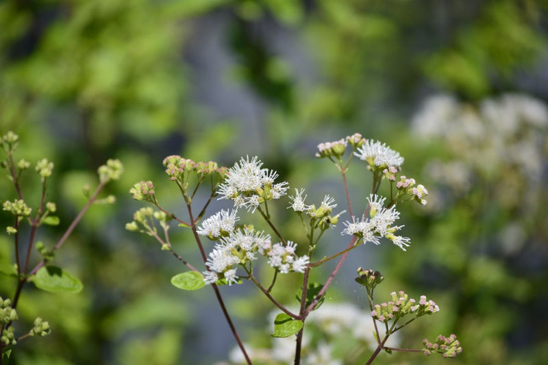 Koanophyllon villosum