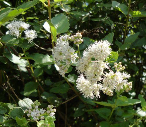 Koanophyllon villosum