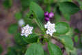 Lantana involucrata