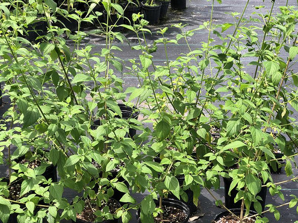 Lantana canescens