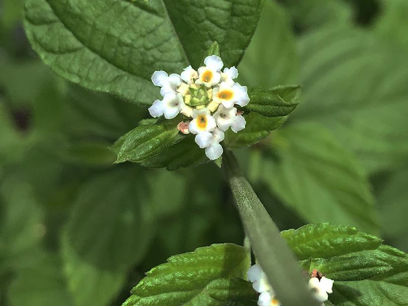 Lantana canescens