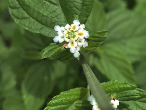 Lantana canescens