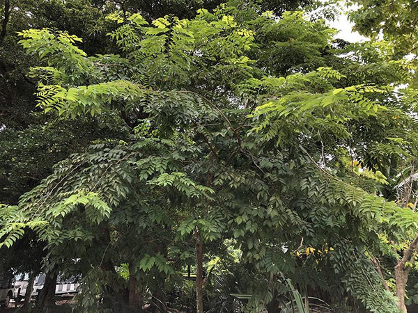 Lonchocarpus violaceus