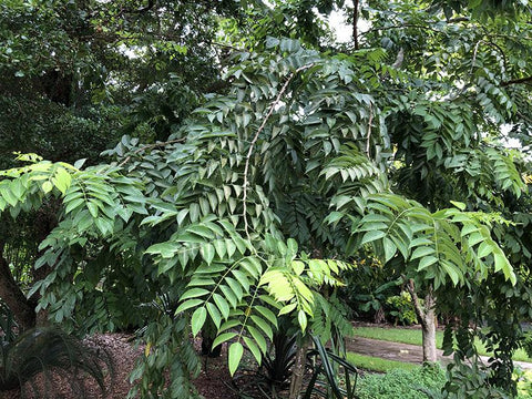 Lonchocarpus violaceus